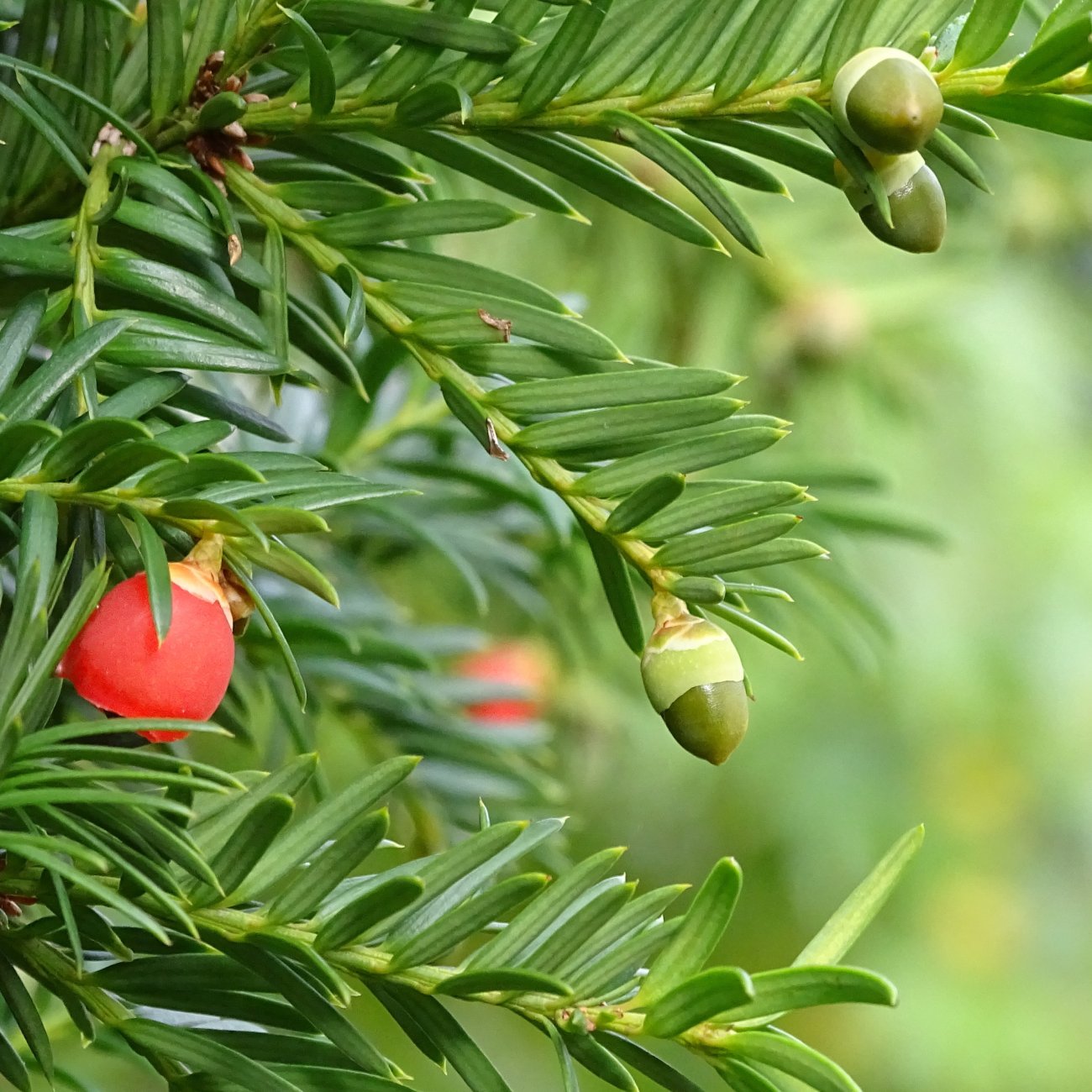 Obrázok Tis obyčajný (Taxus x media) ´FARMEN´ - výška 20-30 cm, kont. C2L